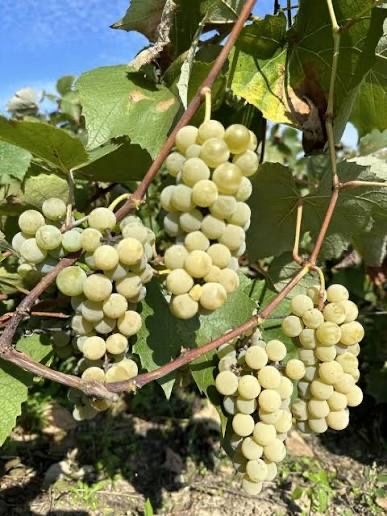 Vita de vie Căpsunică Neagra si Fragă Albă