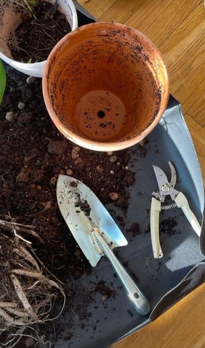 Пересадка комнатных растений