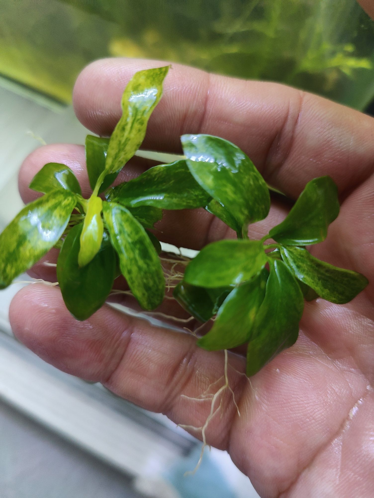 Plante naturale acvariu