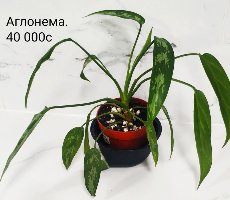 Комнатные цветы.