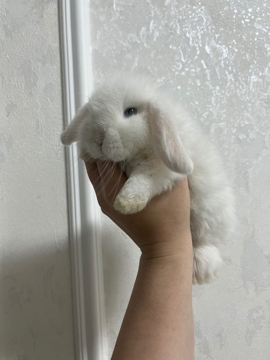 Kotta bob ketmidigan quyon karlik