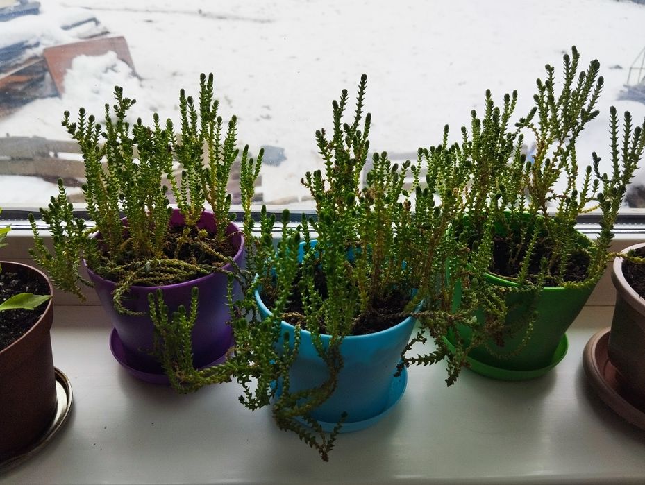 Продам комнатный цветок "Толстянка плауновидная"