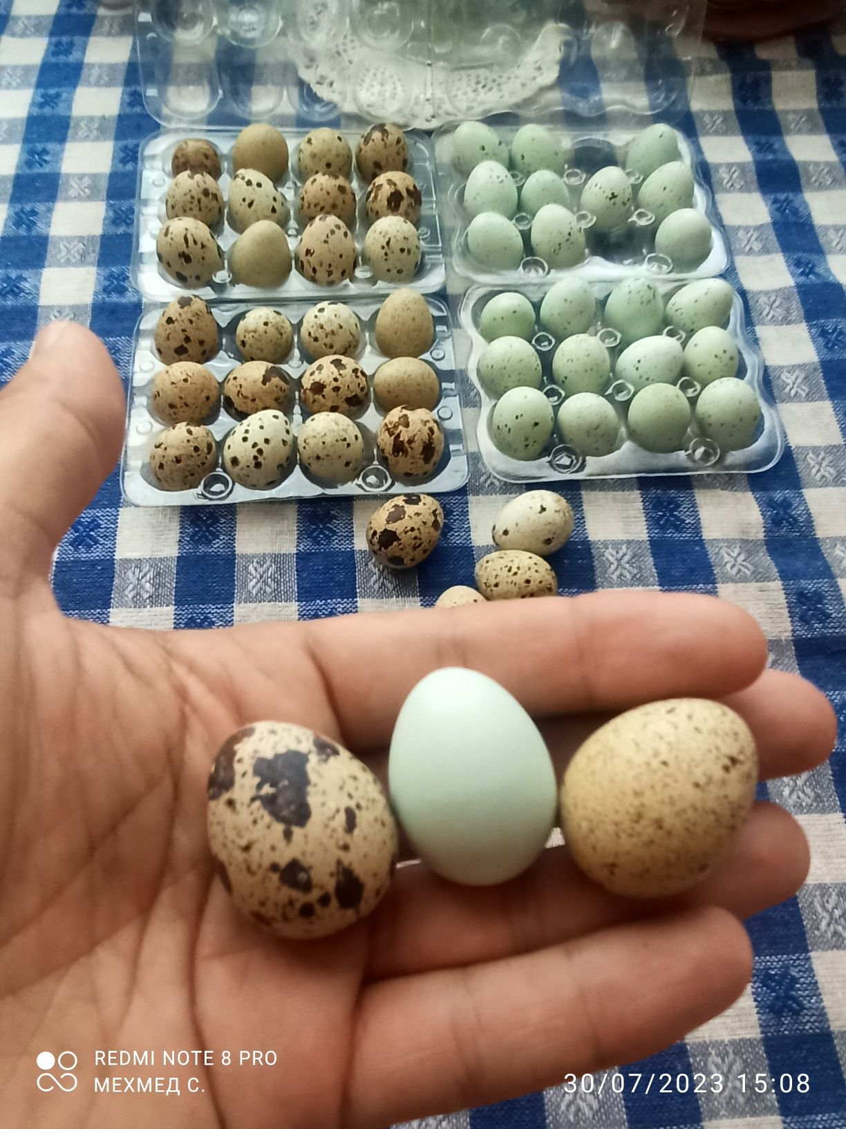 Яйца от пъдпъдъци Селадона и Бял Английски