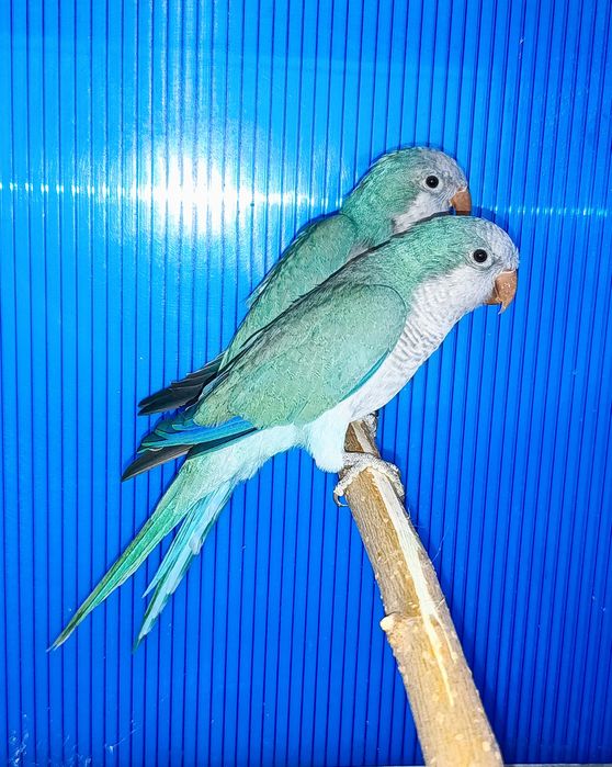 Папагал монах __