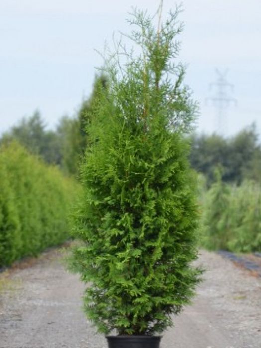 Tuia Smaragd la Ghiveci