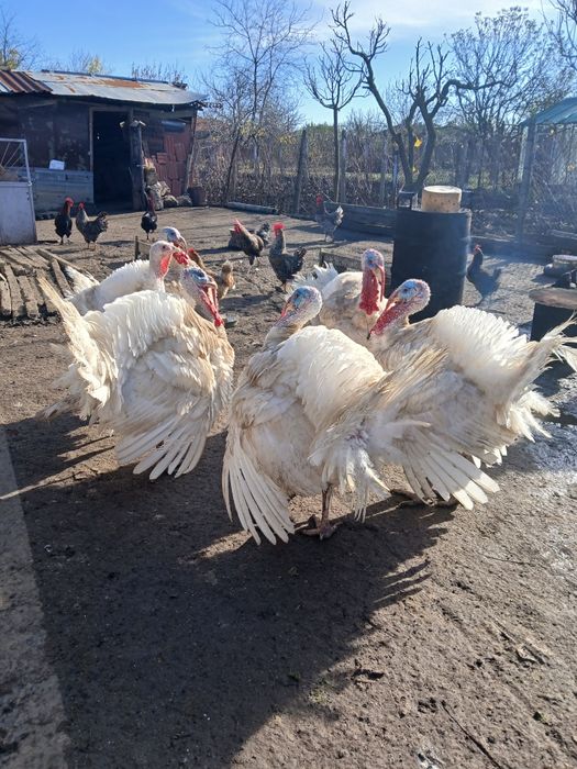 Домашни бройлерни пуйки