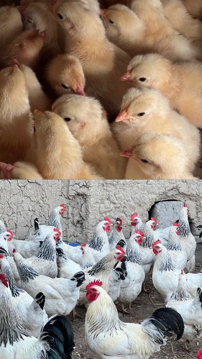 Адлер балапаны фотодағы тауықтың балапаны