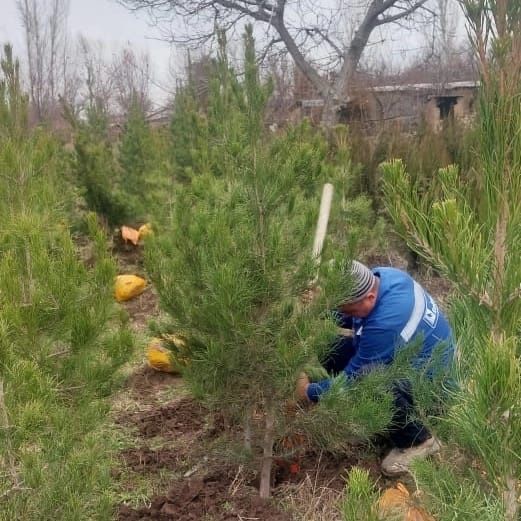 Голубая ель мажевилник туя самшит дерева лаванда сасна крымская