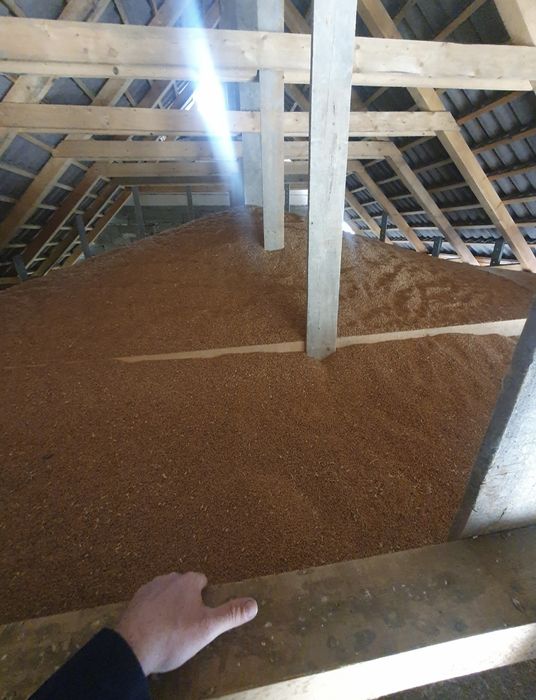 Grau insacuit la 40-50kg