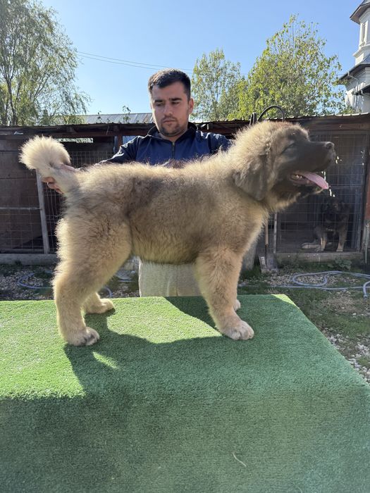 Mascul ciobanesc caucazian