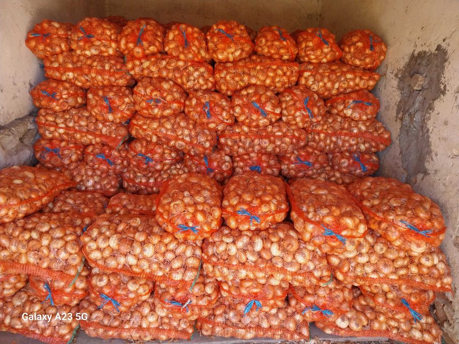 Ceapă de vânzare alb