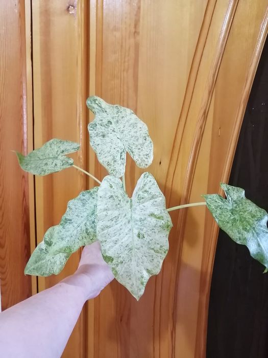 Алоказия Одора Батик