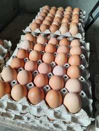 Oua proaspete de la găini crescute natural
