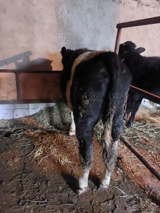 De vânzare 2 tăurași  preț ușor negociabil