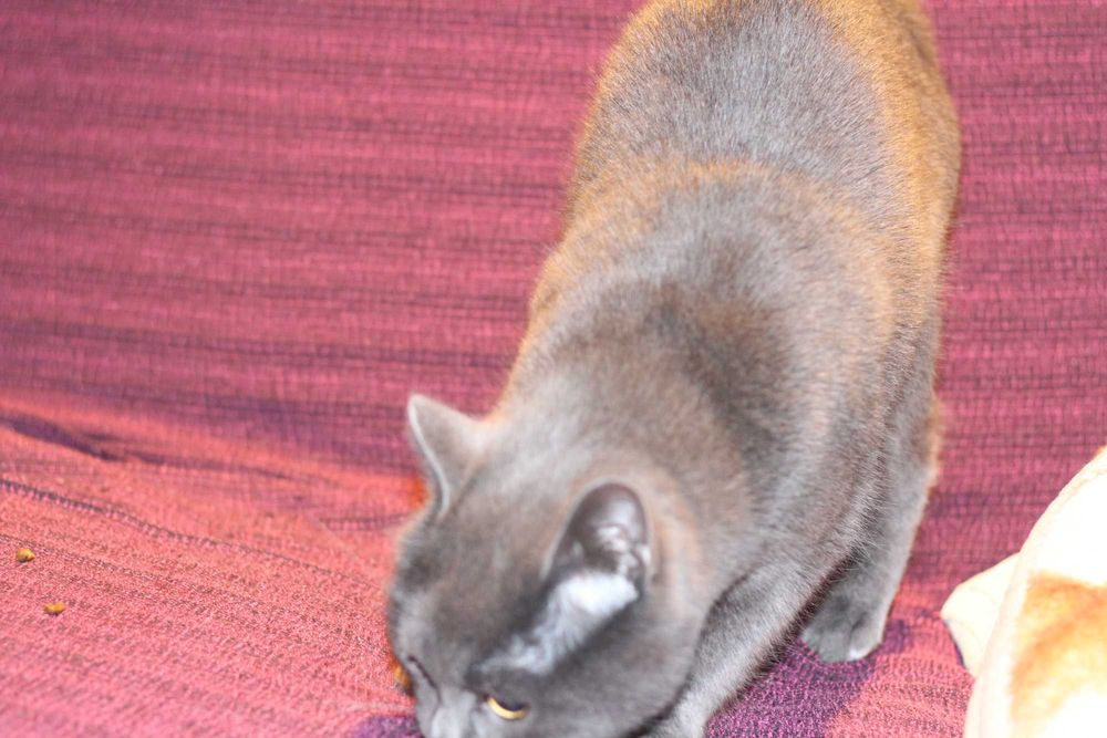 Късокосместа Британка