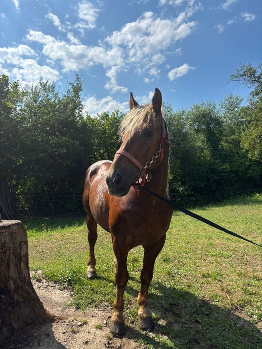 Armăsar de vânzare