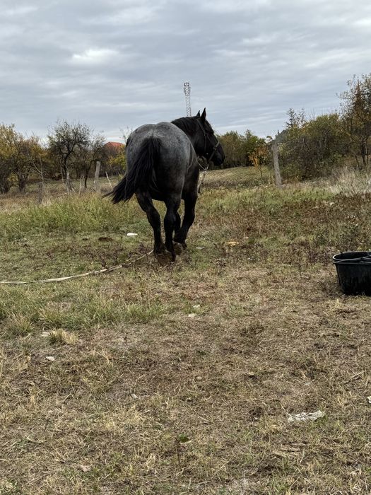 Manza de 3 ani de vanzare.