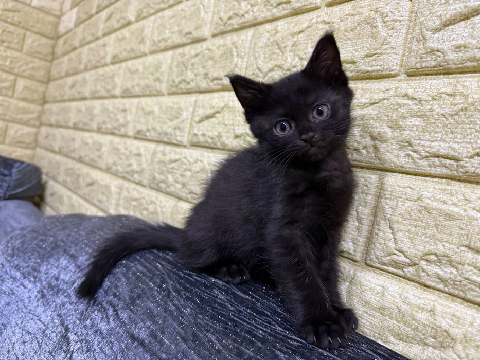 Отдам даром котенка