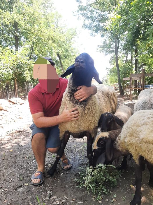 Vând 2 berbeci din anul 2023 și 2024 din rasa tigaie sarbeasca foarte