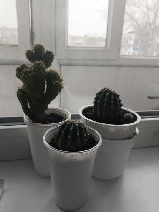 Кактус. Комнатное растение.