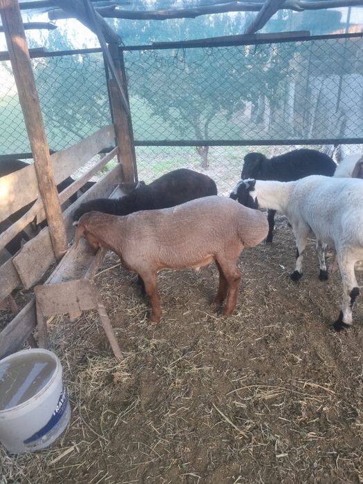 Кучкорлар сотилади.