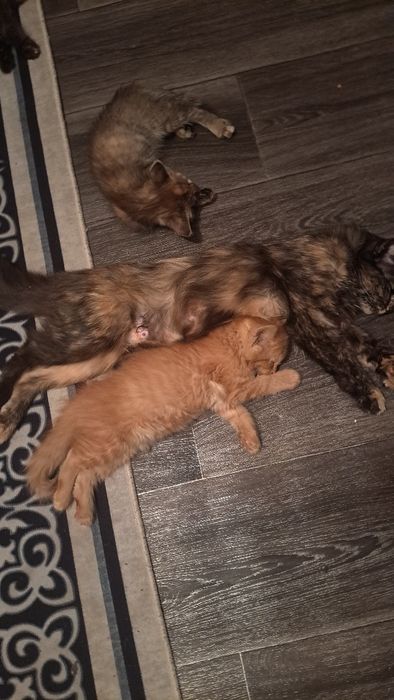 Отдам котят в добрые руки