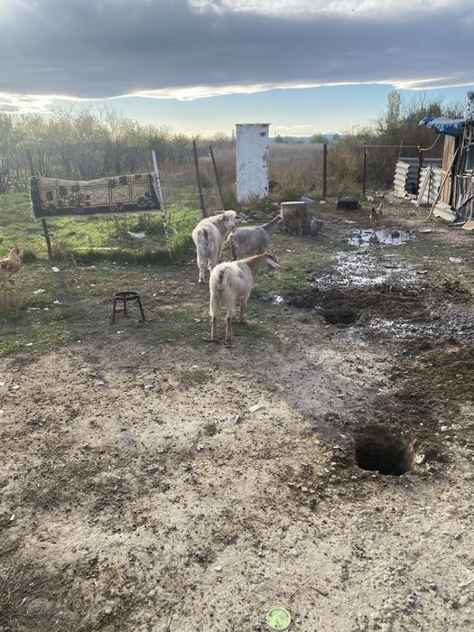 Se vinde 2 capre sui un tap de anul asta