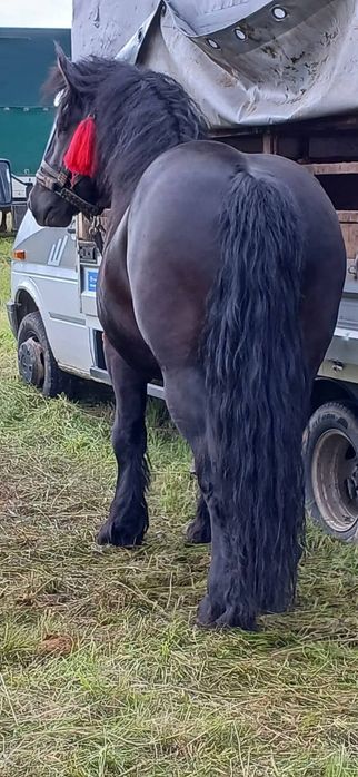 Vând mânz (armasar)