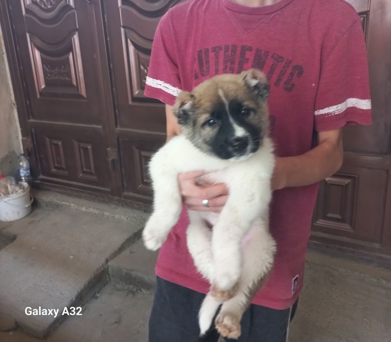 Алабай боласи сотилади