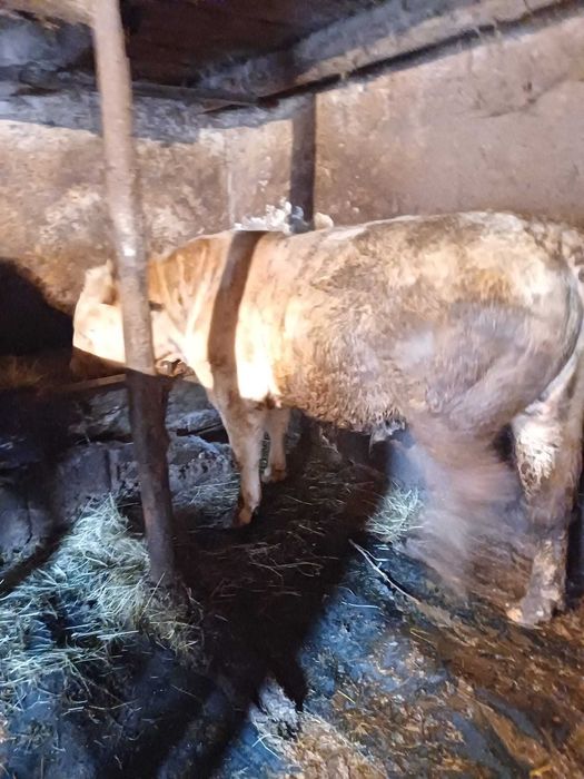 Doi Tauri de vanzare