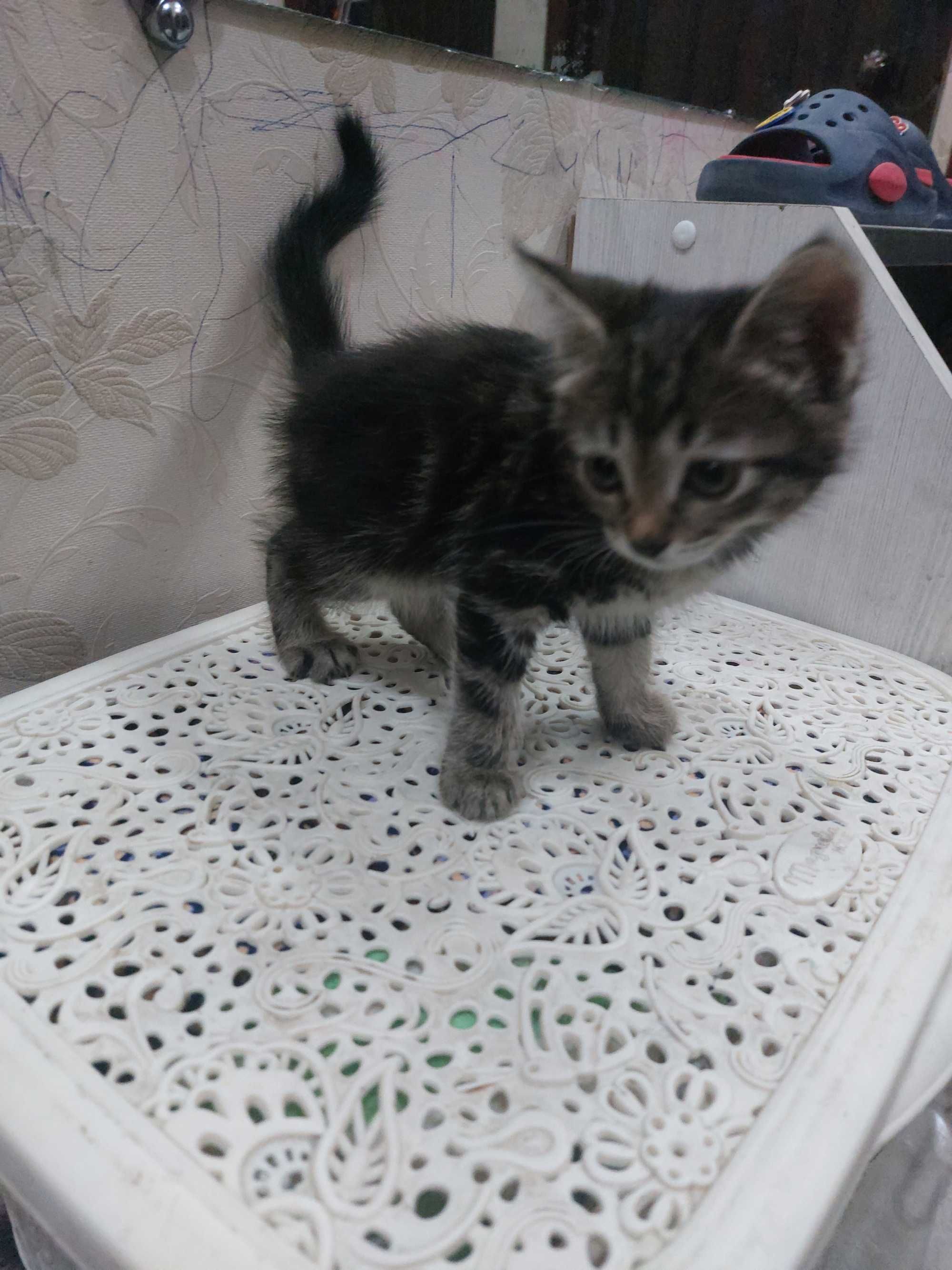 Котята бесплатно