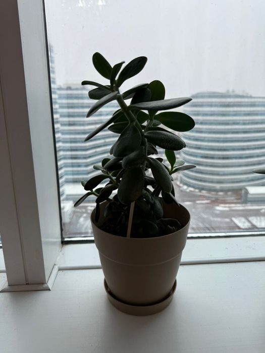 растения комнатные