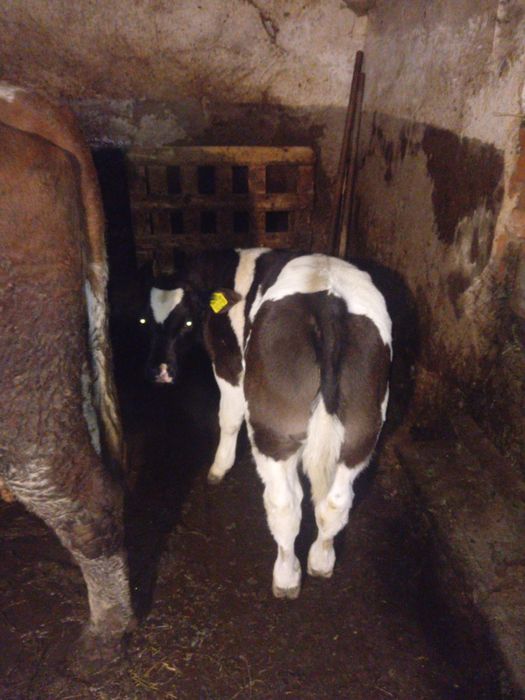 Vând vițel de 2 luni