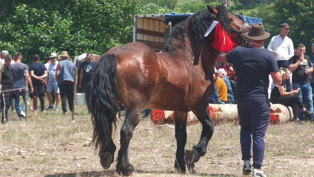 Vând armăsar foarte blând