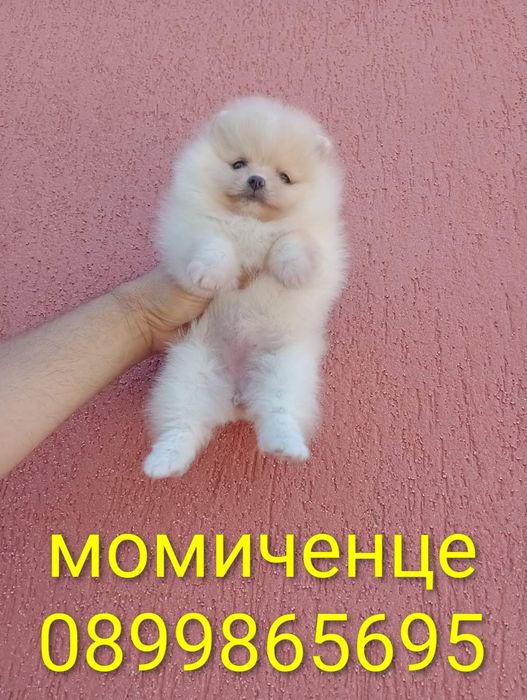 Померания . Момичета