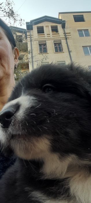 Щенки к заботливым хозяевам