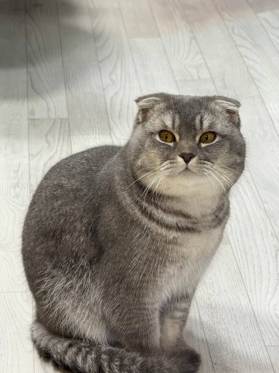 Mushi sotiladi zotli mushi