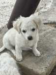 Bichon havanez jucausa