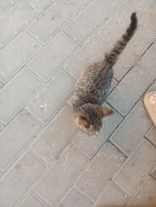 Спасённый котенок ищет дом