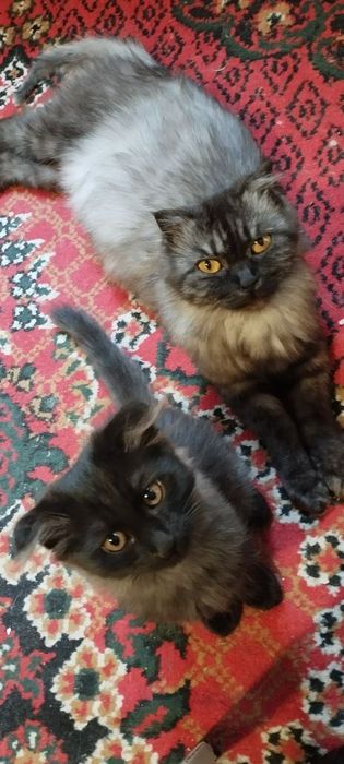 Веслоушка мальчик