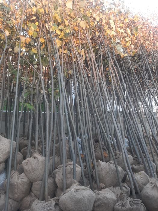 Vindem Tuia Leylandy Brazi Mesteacan Tei Platani Paltini etc