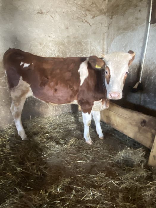 Vitea red holstein de vanzare