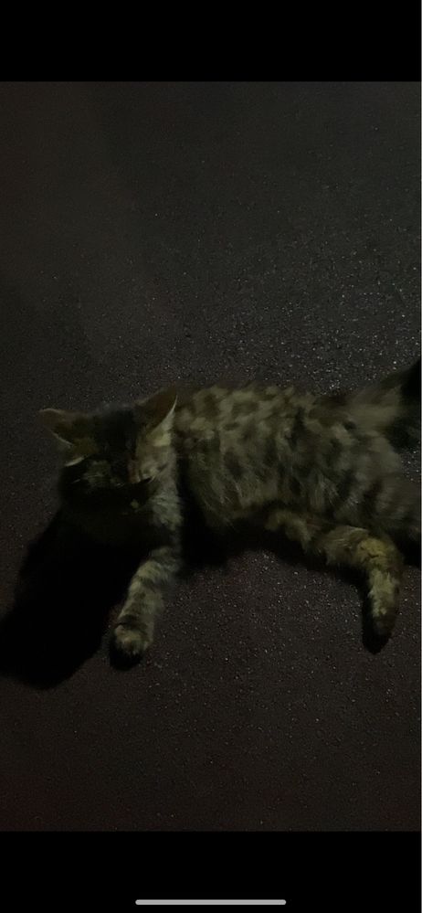 Кошка в Триатлон парк