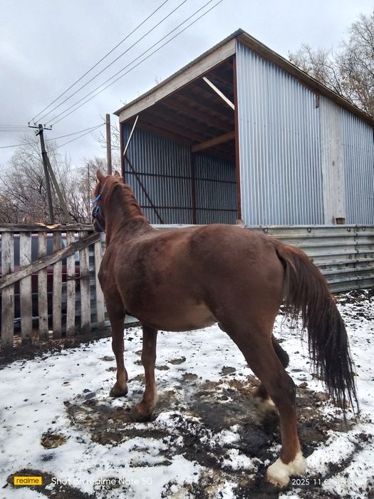 Продам жеребца 8 лет срочно