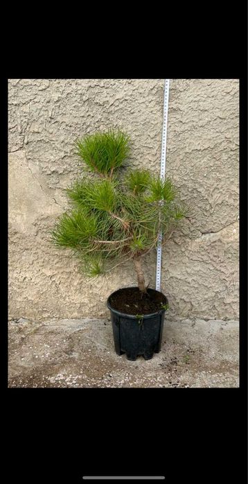 Разнообразие от цветя