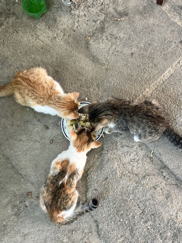 Котята 2 девочки, трёхцветная и рыжая