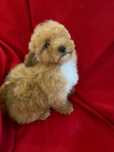Maltipoo fetiță mini