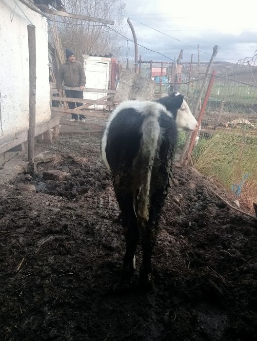 Vițea de vânzare înțărcată