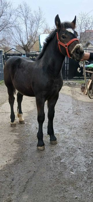 Vând manzuca de 4 luni jumate