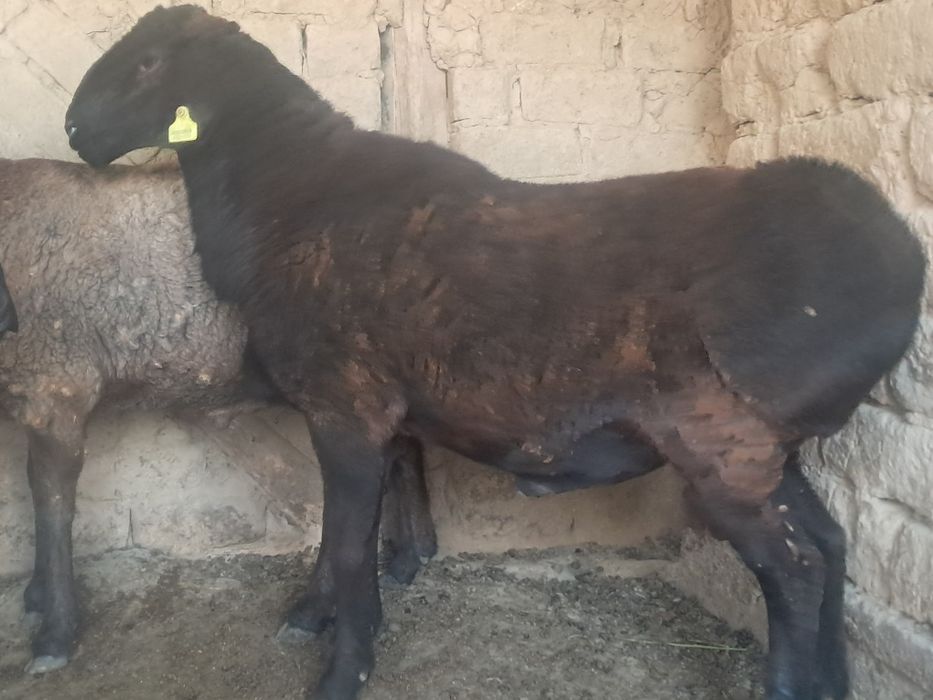 Кучкор сотилади соглом